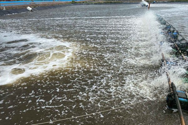 Lưu ý khi sử dụng Mật rỉ đường