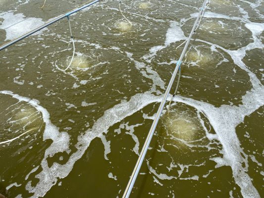 Biện pháp quản lý tảo trong ao nuôi tôm