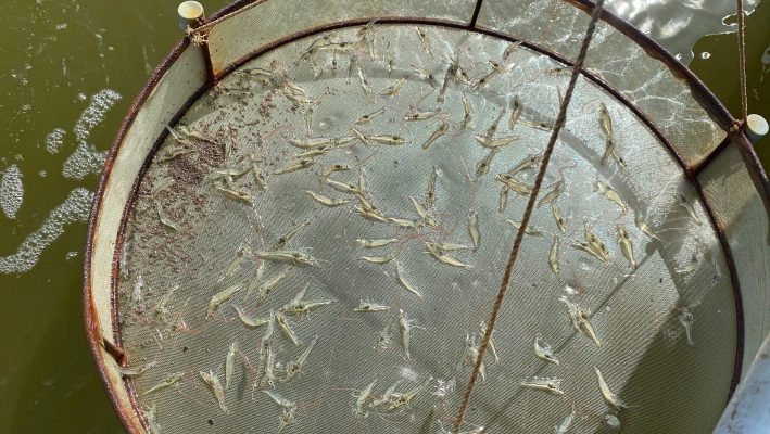 Các yếu tố ảnh hưởng đến khả năng hấp thu thức ăn của tôm