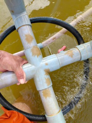 ống nano bị nấm đồng tiền