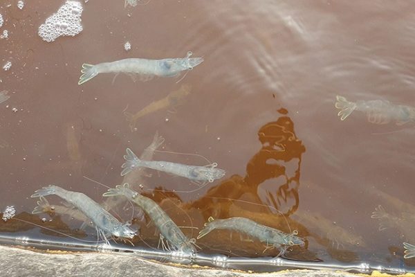 Nguyên nhân Diệt khuẩn dẫn đến hiện tượng nổi đầu