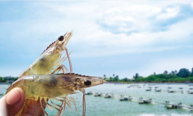 Nuôi tôm mùa nghịch: Cơ hội vàng cho người có kinh nghiệm