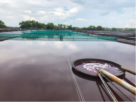 Thuốc Tím - Giải pháp kinh tế và bền vững