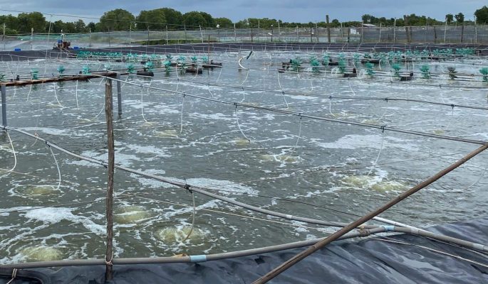 Phục Hồi Môi Trường Sau Khi Xử Lý Nước Đục