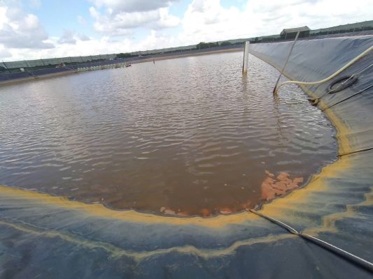 Tình trạng ao nuôi tôm bị nhiễm phèn tiềm tàng khiến nước có màu vàng đậm.