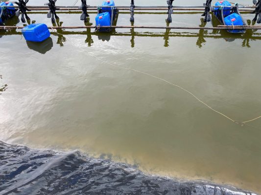 Tạt vi sinh BZT lúc mấy giờ khi ao bị sôi tim và thối đáy?