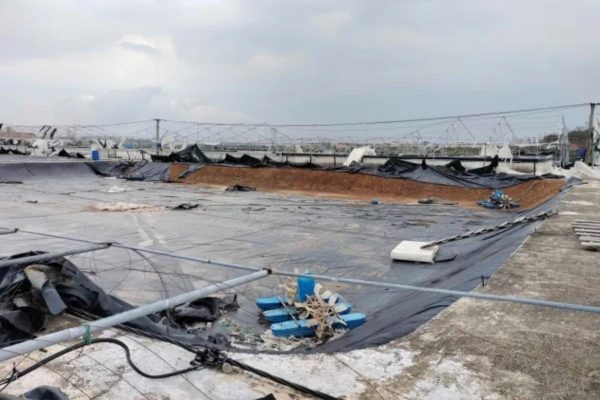 Thảm họa sau bão: Gánh nặng của người nuôi tôm