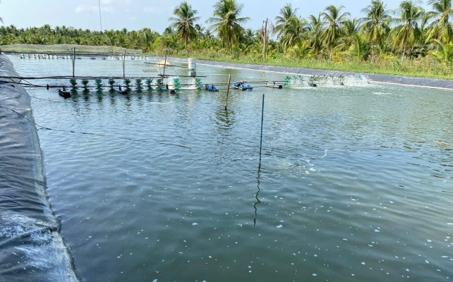 Cơ sở khoa học của Độ sâu ao nuôi tôm