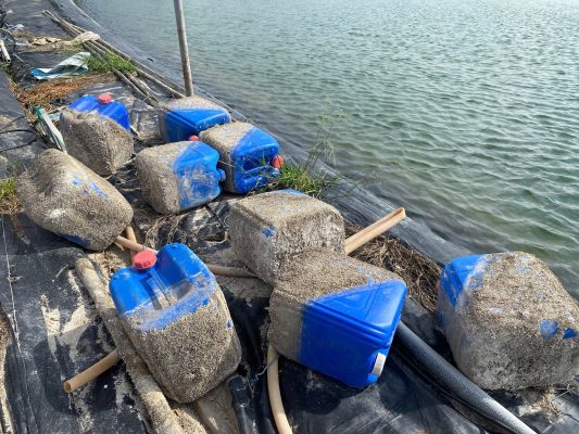 Phương Pháp Xử Lý Thủ Công Khi Ao Tôm 12 Ngày Bị Hàu Chỉ