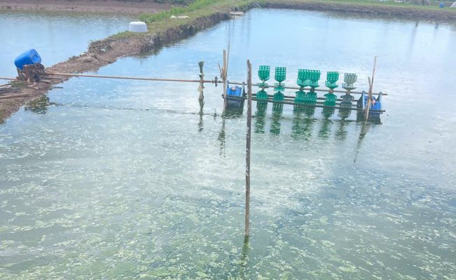 Ao nuôi tôm nước xanh đậm có nhiều tảo nổi, dấu hiệu tảo phát triển mạnh trong mùa nắng