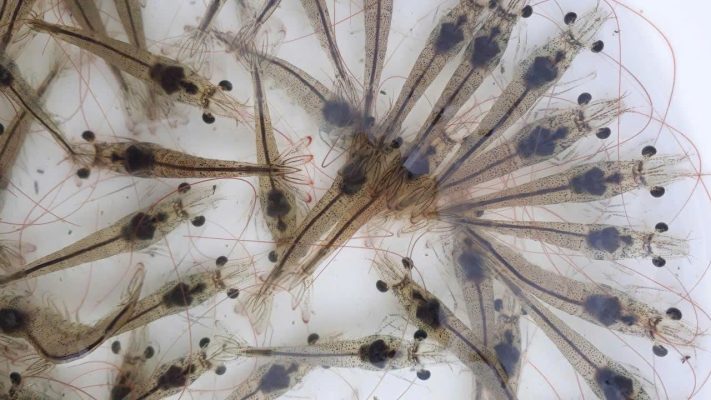 Vai Trò Của Gan Tôm