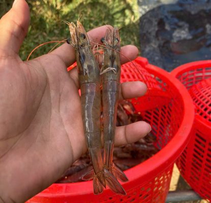 Nguyên Nhân Chính Gây Ra Tôm Đứt Khúc Đường Ruột