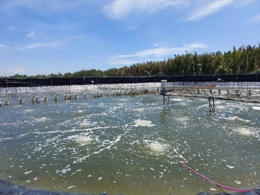 Kiểm tra các yếu tố môi trường cản trở quá trình tăng kiềm trong ao nuôi tôm.