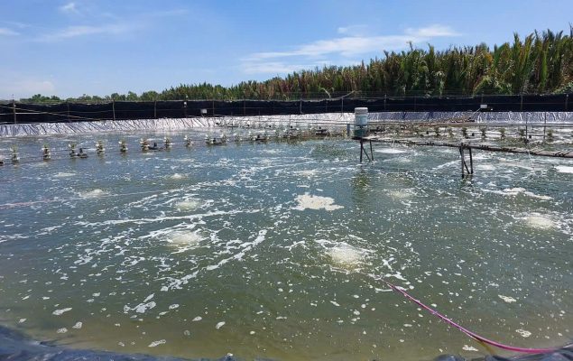 Ao nuôi tôm mùa nắng với nhiều bọt nổi trên mặt nước, dấu hiệu dư thừa hữu cơ và biến động môi trường