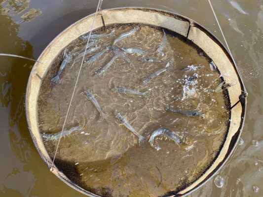 Kiểm tra nhá tôm trong ao nuôi để đánh giá sức ăn và điều chỉnh lượng thức ăn mùa nắng