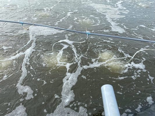 LỢI ÍCH CỦA VIỆC CẤP NƯỚC NUÔI TÔM THƯỜNG XUYÊN: BÍ QUYẾT GIÚP TÔM SÚ PHÁT TRIỂN NHANH