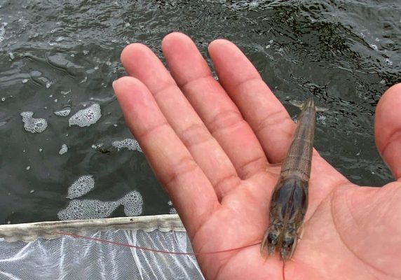 Kỹ Thuật Quan Sát Cơ Bản Khi Kiểm Tra Gan Tôm