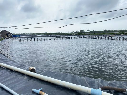 Lợi Thế Của Việc Châm Nước Mới Thường Xuyên Trong Nuôi Tôm