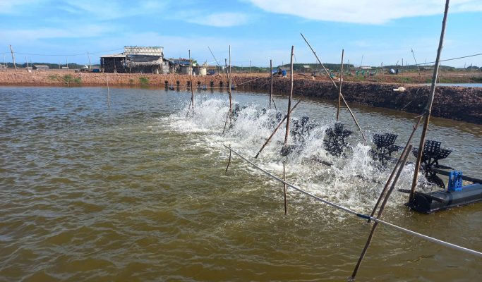 ao tôm chạy quạt nước giúp tăng oxy và ổn định môi trường ao nuôi mùa nắng