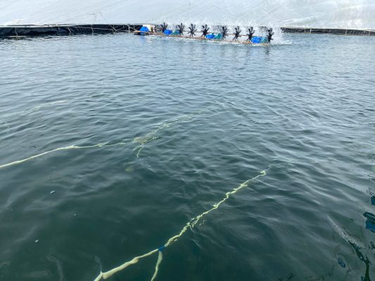 Hướng dẫn xử lý khẩn cấp khi ao bị nhiễm Clo liều cao