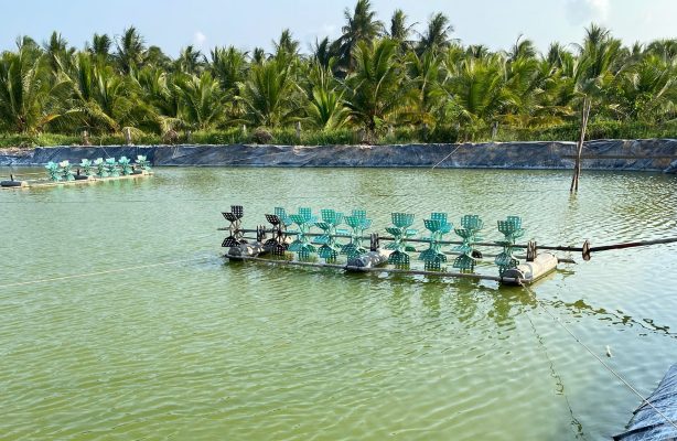 Ao nuôi tôm mùa nắng với hệ thống quạt nước hoạt động, giúp ổn định oxy và kiểm soát môi trường ao