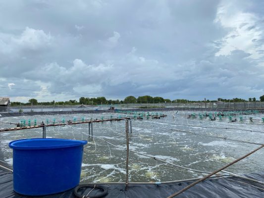 Tạt vôi canxi trogn ao nuôi tôm đúng cách