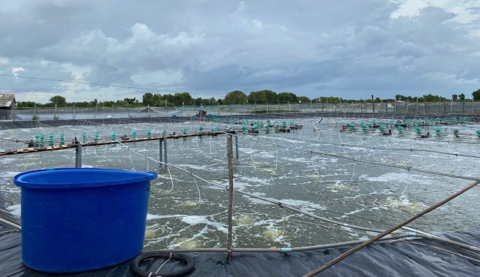 Hệ thống ao nuôi tôm lót bạt mật độ cao cần giải pháp vi sinh Shield Pro để ổn định môi trường.