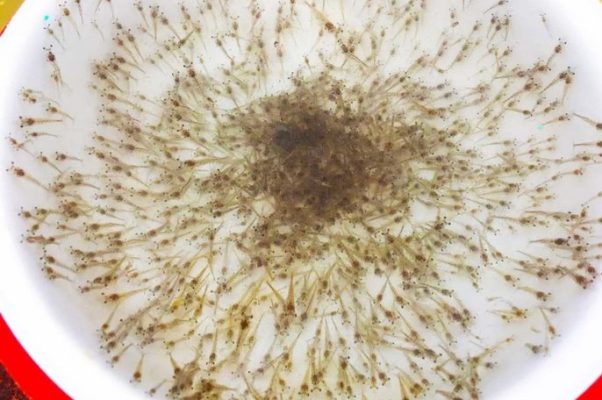 Kiểm tra sức khỏe và màu sắc gan tôm giống trước khi thả vào ao nuôi.