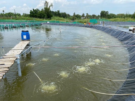 Sử dụng vi sinh Shield Pro để kiểm soát lợn cợn và nhớt bạt trong ao nuôi tôm lót bạt.