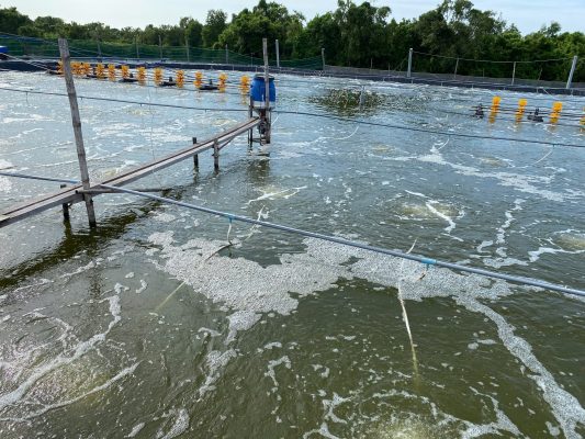 Kiểm tra các yếu tố môi trường và độ kiềm trong ao nuôi tôm đất lâu năm.