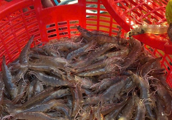 tôm thu hoạch sớm kích cỡ nhỏ do sốc nhiệt và dịch bệnh trong ao nuôi mùa nắng