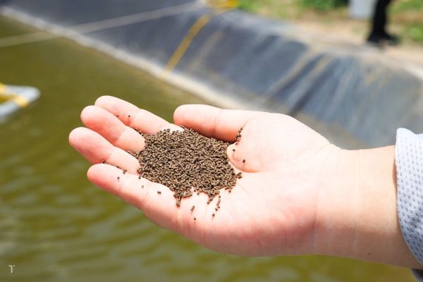 Cho tôm ăn như thế nào để mang lại hiệu quả?