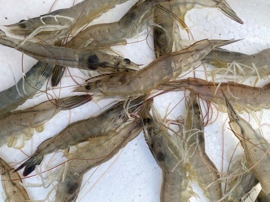 tôm thẻ chân trắng có dấu hiệu yếu gan tụy, xuất hiện đốm đen và sắc tố gan bất thường trong giai đoạn nuôi