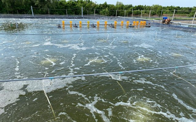 Cách xử lý pH ao tôm cao buổi chiều hiệu quả