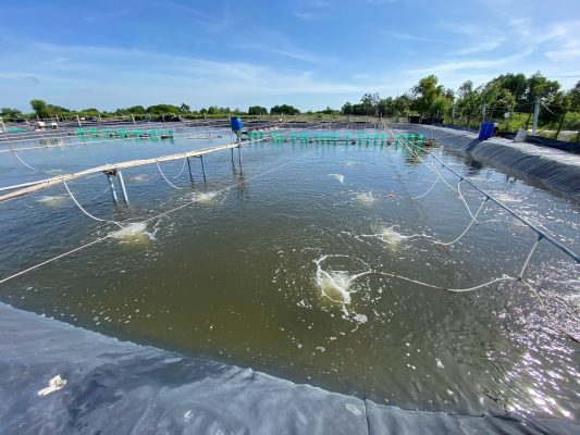 ao nuôi tôm mùa nắng với mực nước thấp dễ làm pH tăng cao và môi trường biến động