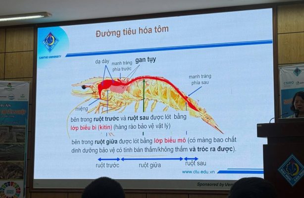 Đường tiêu hóa tôm trong khóa tập huấn kỹ thuật nuôi tôm