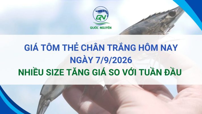 Giá Tôm Thẻ Chân Trắng Hôm Nay NGÀY 7-9-2026